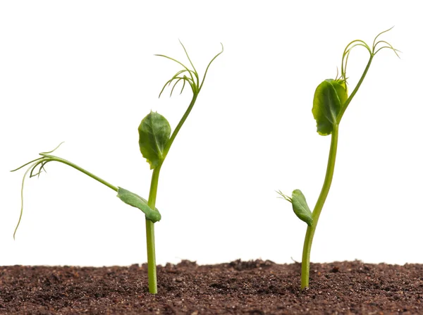 Plantas de guisantes — Foto de Stock