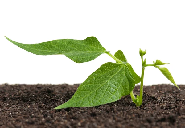 Junge Hasenkohl-Sprossen — Stockfoto