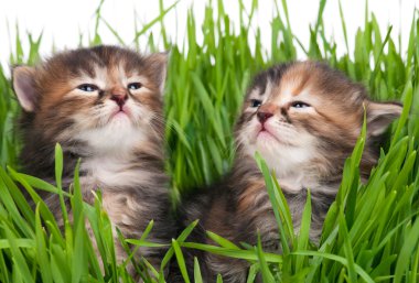 Şirin Sibirya yavru kedi