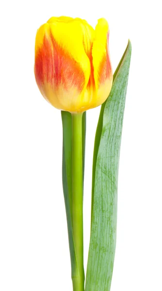 Bright yellow tulip — Stock Photo, Image