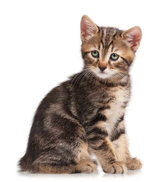 Любопытный маленький котенок — стоковое фото