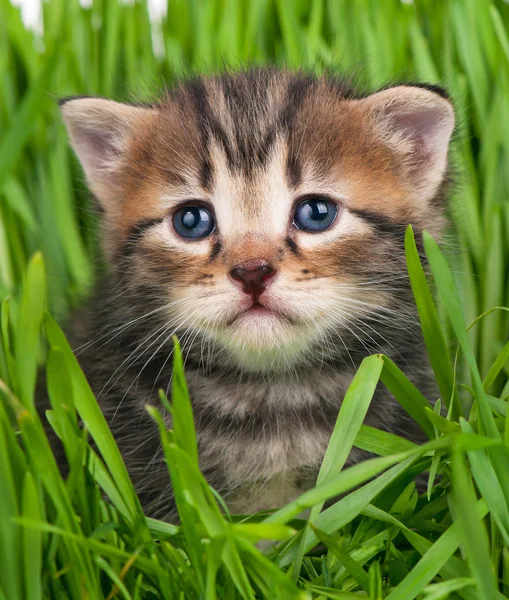 Gatinho bonito — Fotografia de Stock