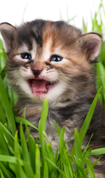 Cute siberian kitten — Stock Photo, Image