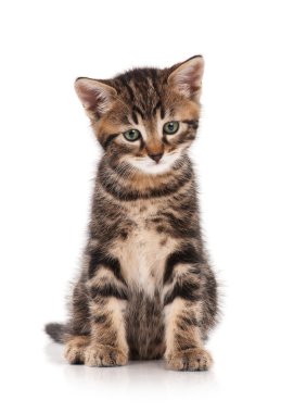 Meraklı küçük kedi yavrusu