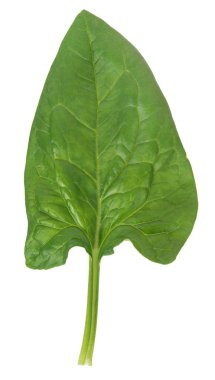 taze ıspanak yaprağı