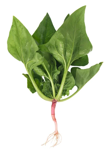 Cespuglio di spinaci freschi — Foto Stock