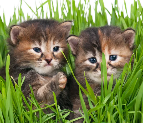 Милые котята — стоковое фото