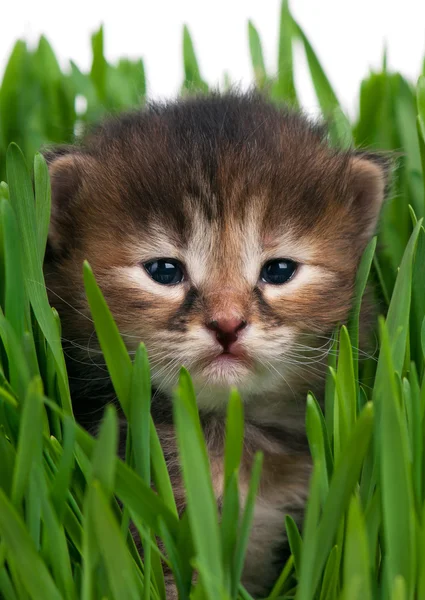 Söta siberian kattunge — Stockfoto