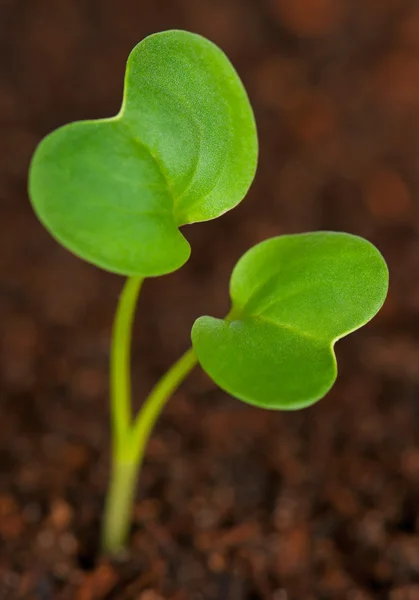 Germoglio verde giovane — Foto Stock