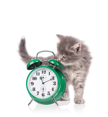 Şirin tüylü yavru kedi