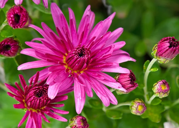 Bright magenta chrysanthemum — Stock Photo, Image