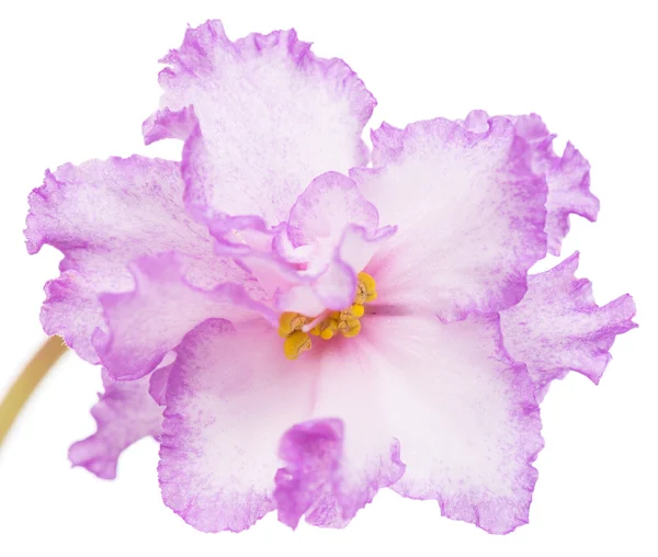 Яркий фиолетовый цветок — стоковое фото