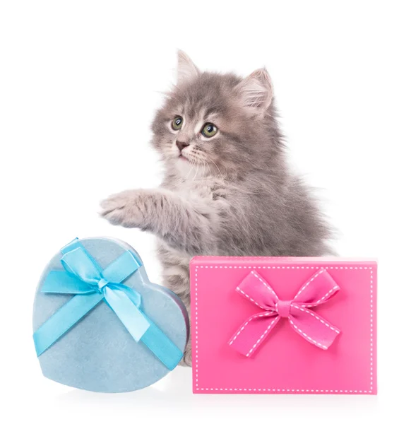 Cute fluffy kitten — Stock Photo, Image