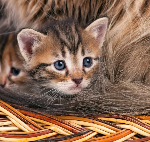 可爱的小猫 — 图库照片