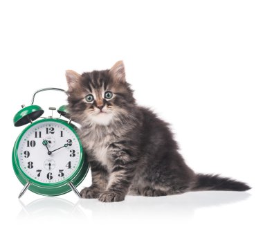 Şirin tüylü yavru kedi