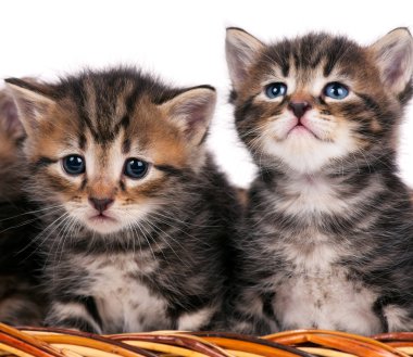 Şirin Sibirya yavru kedi