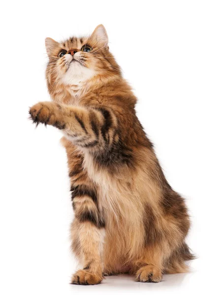 アダルト シベリア猫 — ストック写真