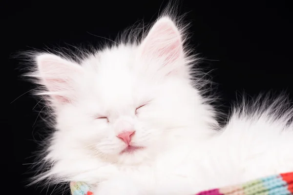 眠っているふわふわの子猫 — ストック写真
