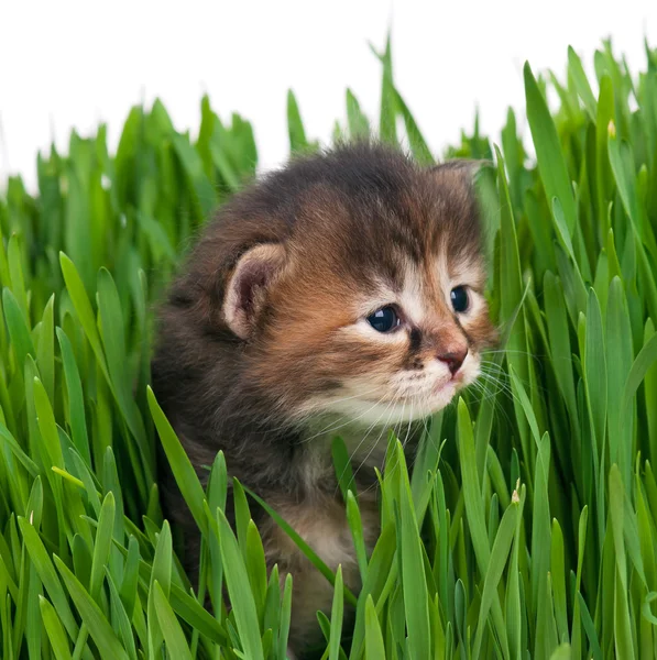 Niedliches kleines Kätzchen — Stockfoto