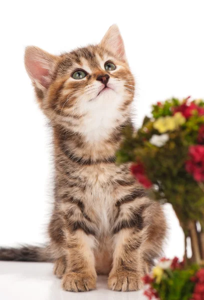 Niedliches kleines Kätzchen — Stockfoto