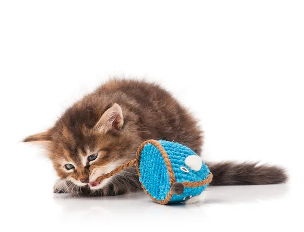 Cute siberian kitten — Stock Photo, Image