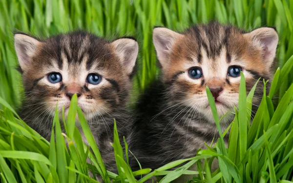 Lindos gatitos — Foto de Stock