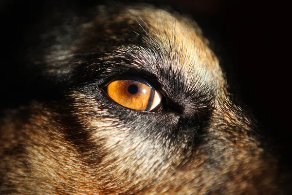 Yellow Dog Eyes - крупный план — стоковое фото
