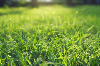 Glade taze yeşil çim Bahçe, yaz - düşük güneş ışığı