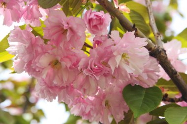  Çiçek Bahçe Sakura dekoratif ağacında pembe 