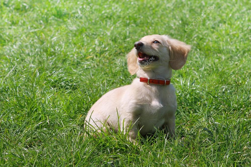 White Dachshund puppy sitting on the green grass tan points creamy