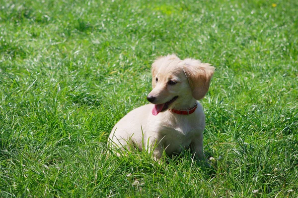 Bianco sorridente cucciolo di bassotto seduto sull'erba verde - colore cremoso — Foto Stock