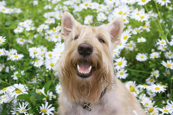 Uśmiechający się portret Wheaten Terier szkocki w kwiaty rumianku — Zdjęcie stockowe