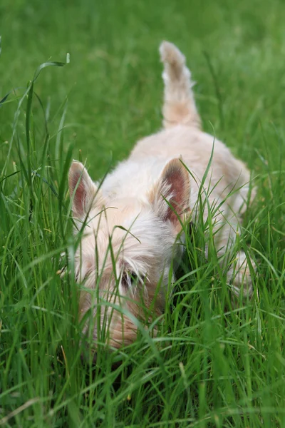 Zeke búza skót Terrier sétál a zöld fű — Stock Fotó
