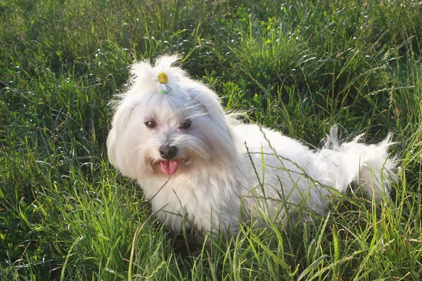 A zöld fűben - Bichon máltai kutya fajta fehér kutya — Stock Fotó