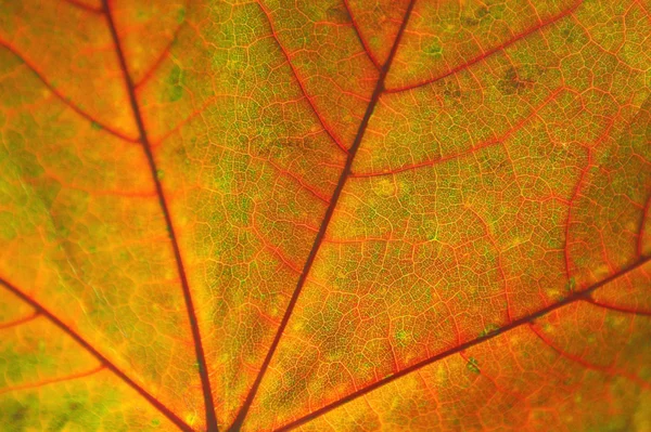 Tekstura jesień klon liście makro — Zdjęcie stockowe