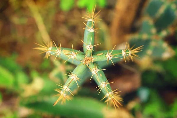 Cactus plant in India - top view — Stock Photo, Image