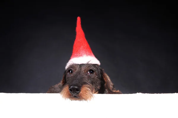 Wirehair jamnik w Czerwonym Kapturku na Boże Narodzenie — Zdjęcie stockowe