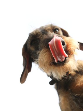 Wirehaired dachshund dog closeup - licked on white background clipart