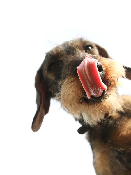 Wirehaired perro dachshund primer plano lamido sobre fondo blanco —  Fotos de Stock