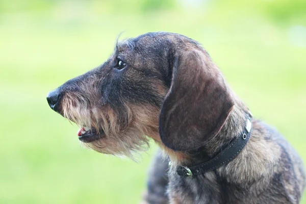 Wirehaired jezevčík pes closeup - olízl na zelené trávě pozadí — Stock fotografie