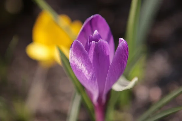 Krokus vårblomma — Stockfoto