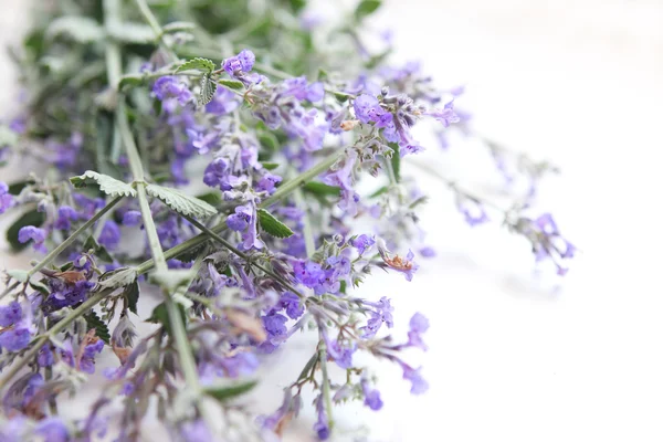 Blommande mint gräs vit bakgrund — Stockfoto