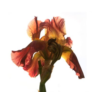 Beyaz bir arka plan üzerinde Iris büyük çiçek