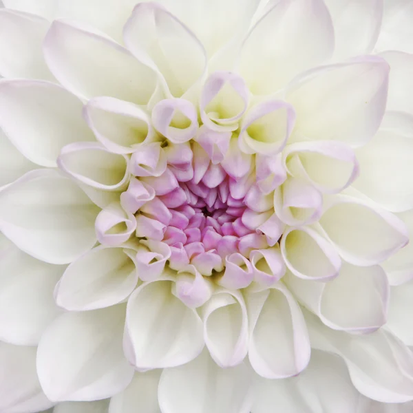 Beyaz Yıldız Çiçeği çiçek yakın çekim