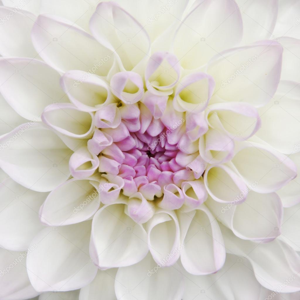 White Dahlia flower close up