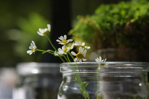 Flores de manzanilla en un frasco de vidrio — Foto de Stock