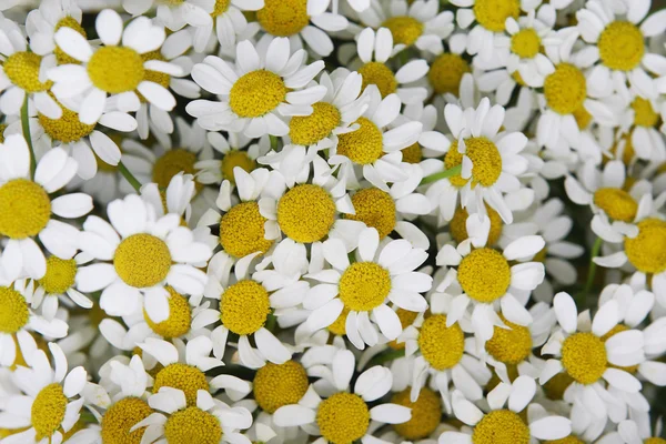 Kamomill blommor fält — Stockfoto