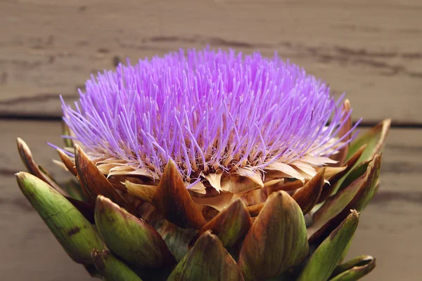 Flower Artichoke - Cynara kardunkulus Royalty Free Stock Photos