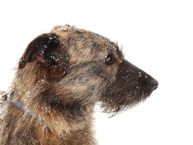  Namlu kıl köpek - beyaz arka plan üzerinde izole nesne