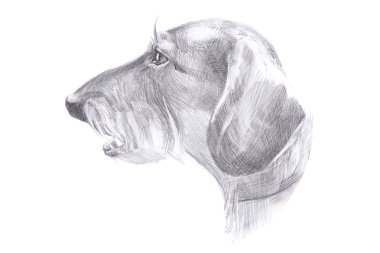 Kalem Çizim çizim köpek - saçlı dachshund - başkanı